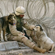 Illustration for article titled Al Qaeda Tried To Bomb a US Plane With Live Exploding Dogs